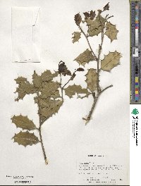 Ilex opaca image