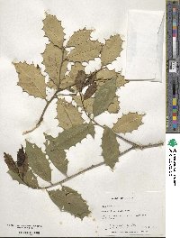 Ilex opaca image