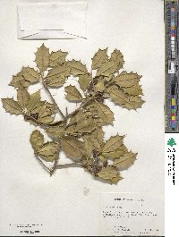 Ilex opaca image