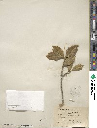 Ilex opaca image