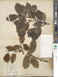 Ilex opaca image