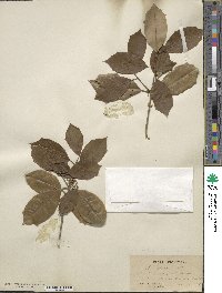 Ilex opaca image