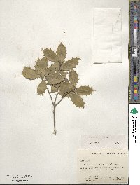 Ilex opaca image