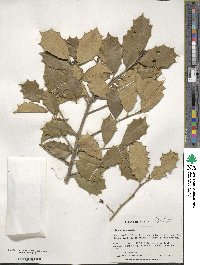 Ilex opaca image