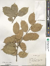 Ilex opaca image