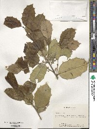 Ilex opaca image