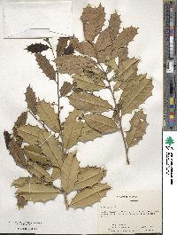 Ilex opaca image