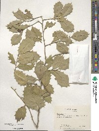 Ilex opaca image