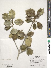 Ilex opaca image