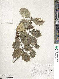 Ilex opaca image