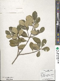 Ilex opaca image