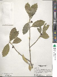 Ilex opaca image