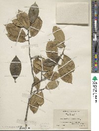 Ilex opaca image