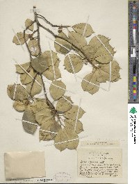 Ilex opaca image