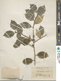 Ilex opaca image