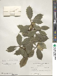 Ilex opaca image