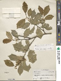 Ilex opaca image