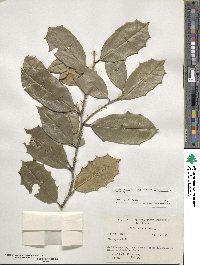 Ilex opaca image