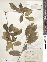 Ilex opaca image