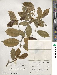 Ilex opaca image