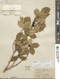 Ilex opaca image