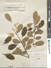 Ilex opaca image