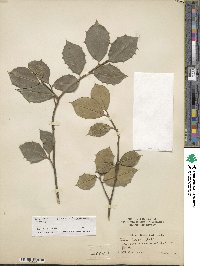 Ilex opaca image