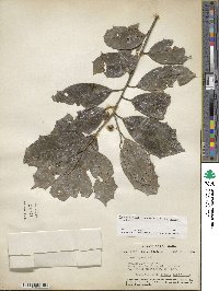 Ilex opaca image