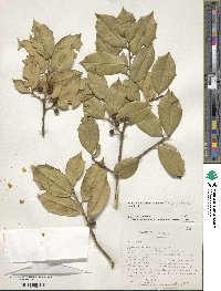 Ilex opaca image