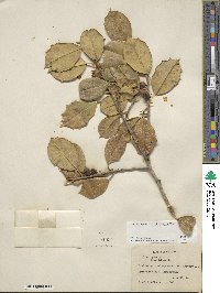 Ilex opaca image