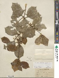 Ilex opaca image