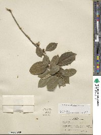 Ilex opaca image