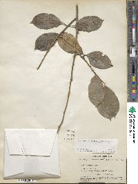 Ilex opaca image