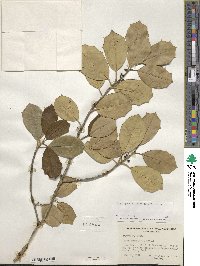 Ilex opaca image