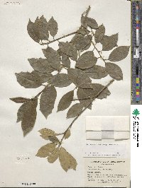 Ilex opaca image