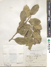 Ilex opaca image