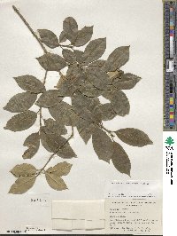 Ilex opaca image