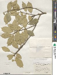 Ilex opaca image