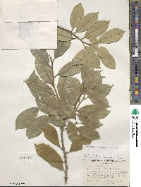 Ilex opaca image