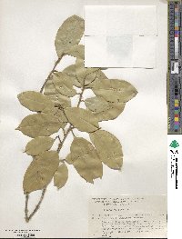 Ilex opaca image