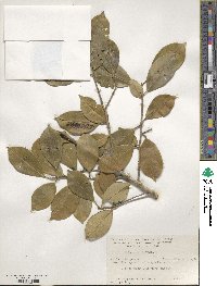 Ilex opaca image