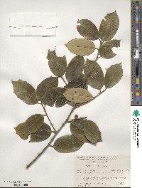 Ilex opaca image