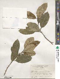 Ilex opaca image