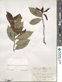 Ilex opaca image