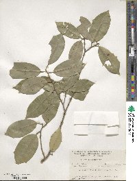 Ilex opaca image