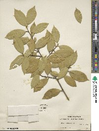 Ilex opaca image