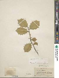 Ilex opaca image