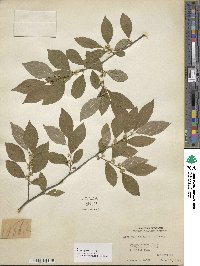 Ilex verticillata image