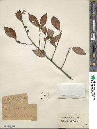 Ilex verticillata image