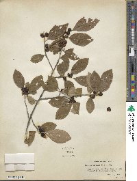 Ilex verticillata image